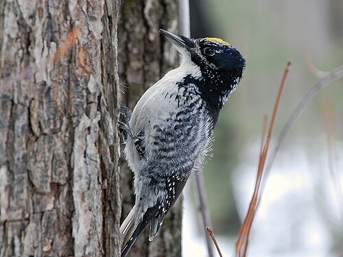 Three-toed Woodpecker photo 1