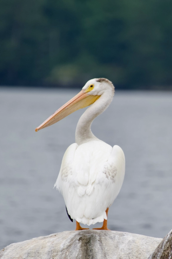 American White Pelican photo 2