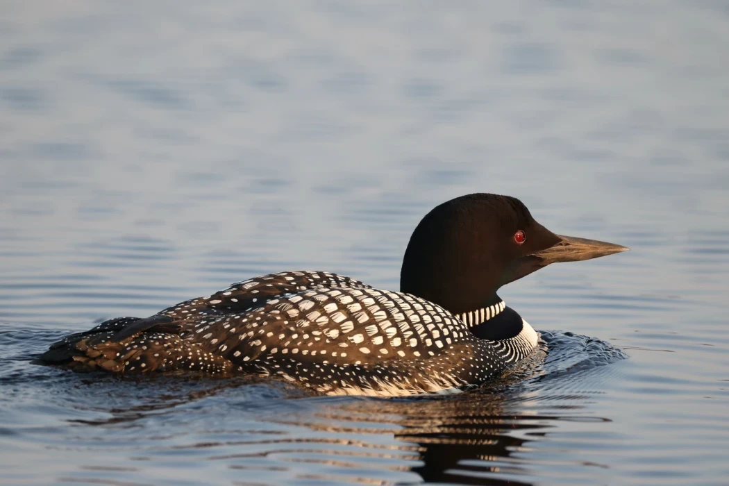 Common Loon photo 2