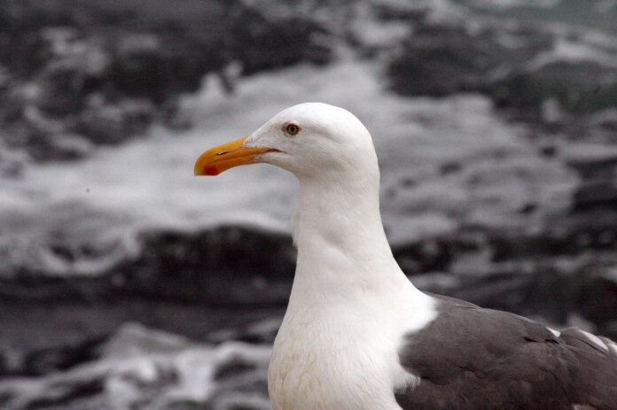Gull Species photo 2