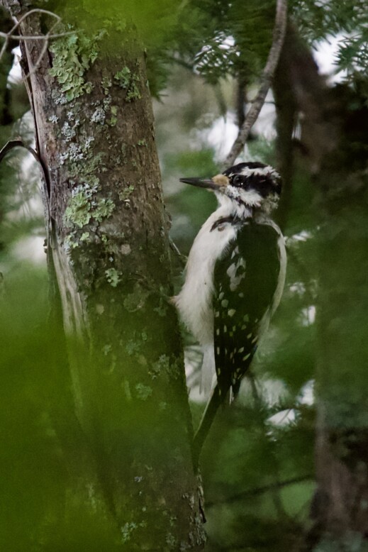 Three-toed Woodpecker photo 2