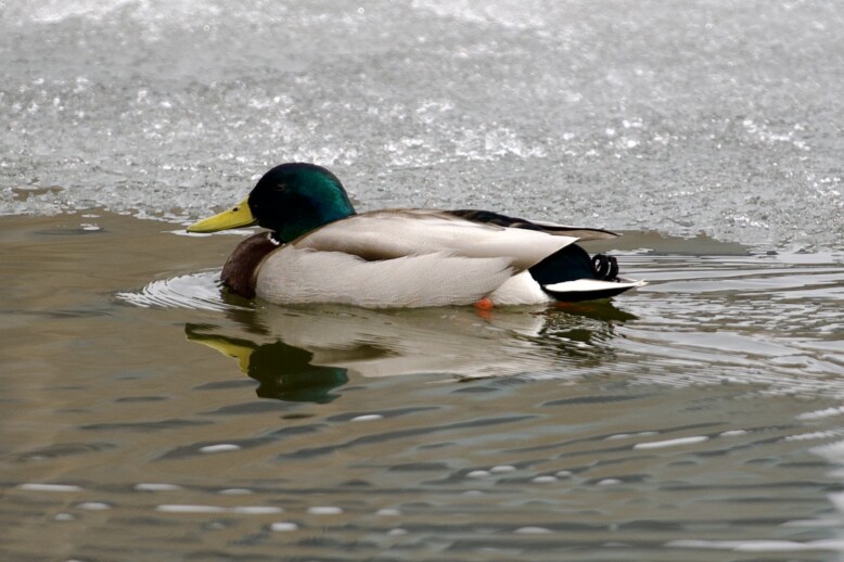 Mallard photo 2