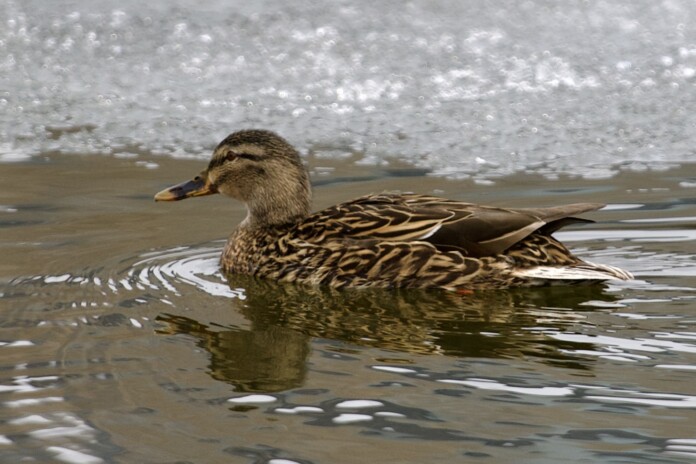 Mallard photo 1