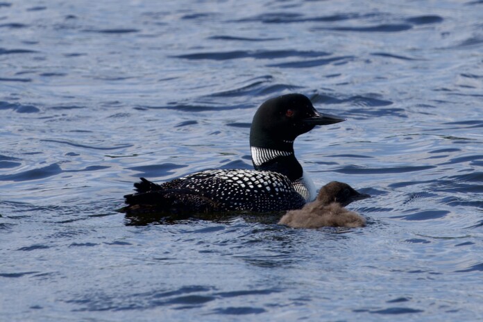 Common Loon photo 1