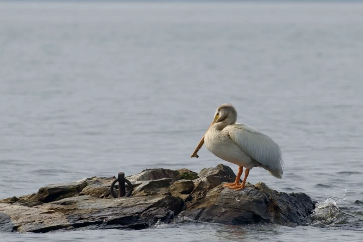 American White Pelican photo 1