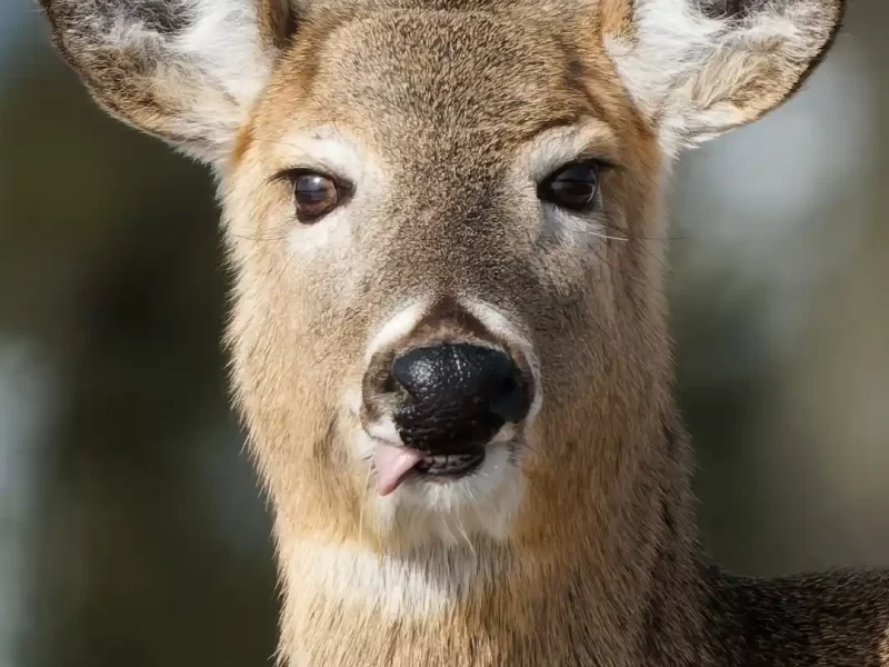 voyageurs national park in spring